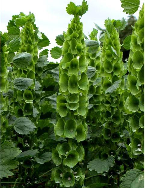 MOLUCELLA LAEVIS GR.25